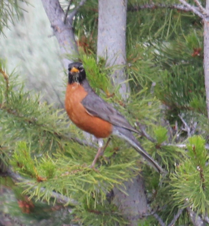 American Robin - ML166850901