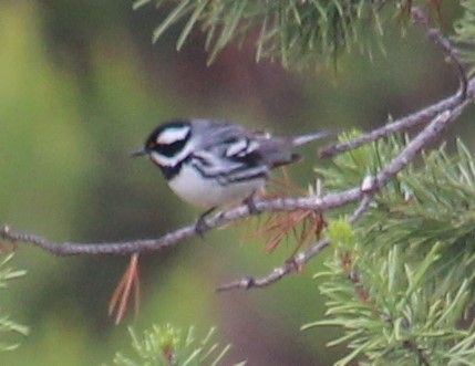 Black-throated Gray Warbler - ML166851111