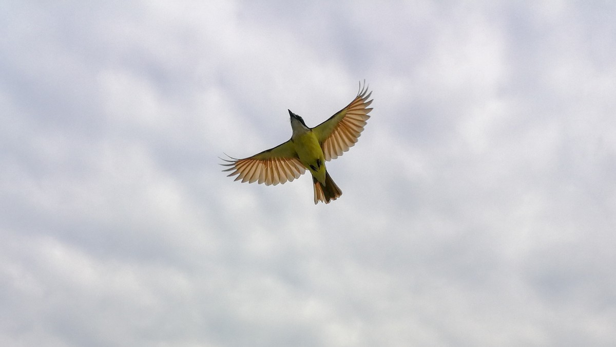 Great Kiskadee - ML166851121