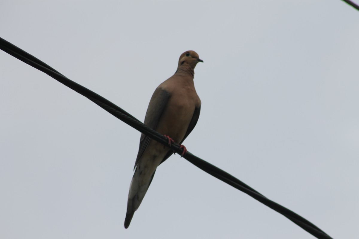 Mourning Dove - ML166853281