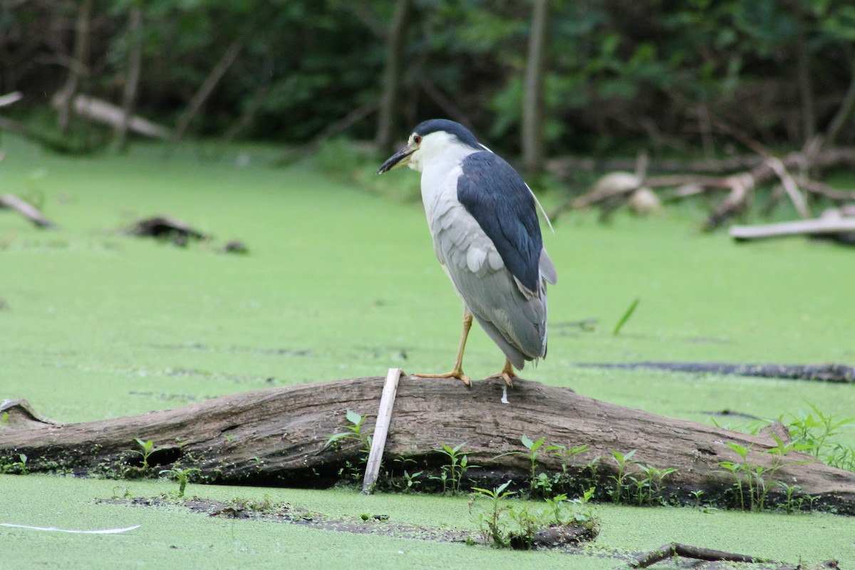 Black-crowned Night Heron - ML166853331