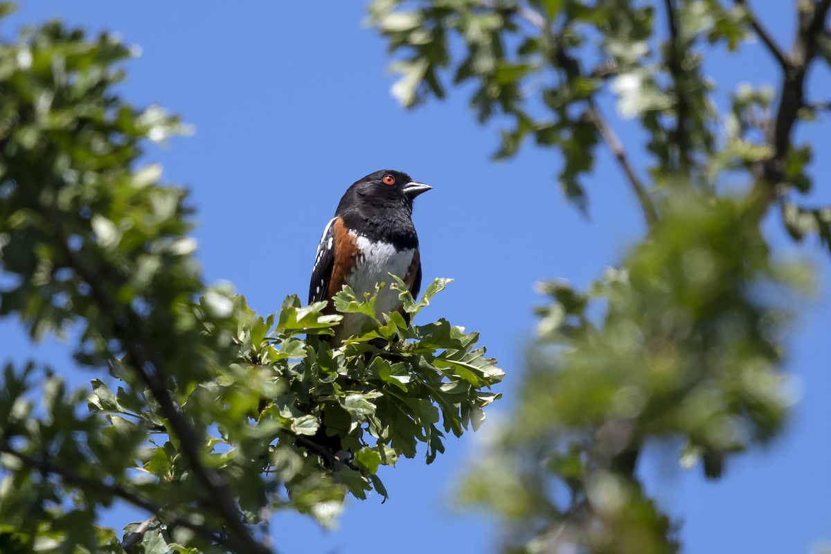 Spotted Towhee - David Badke