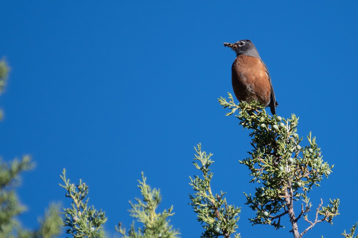 American Robin - Paul Gardner