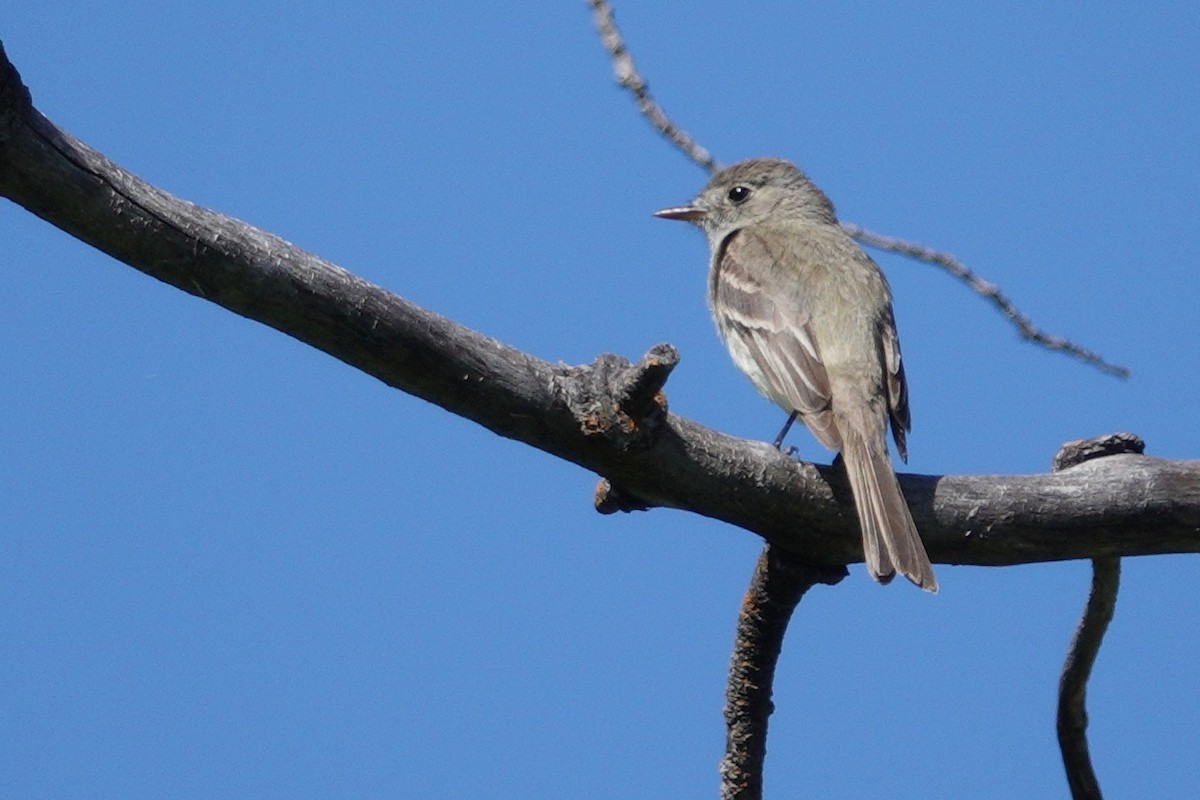 krattempid - ML166855411