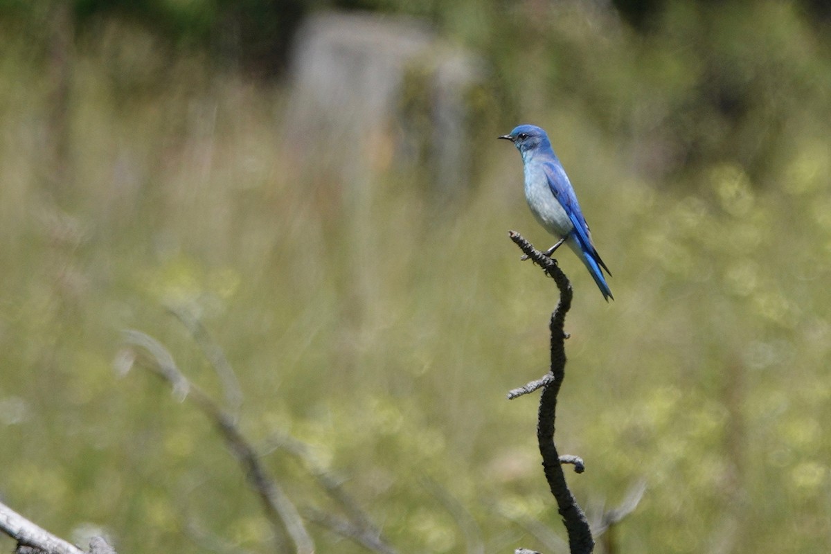 fjellblåfugl - ML166855441