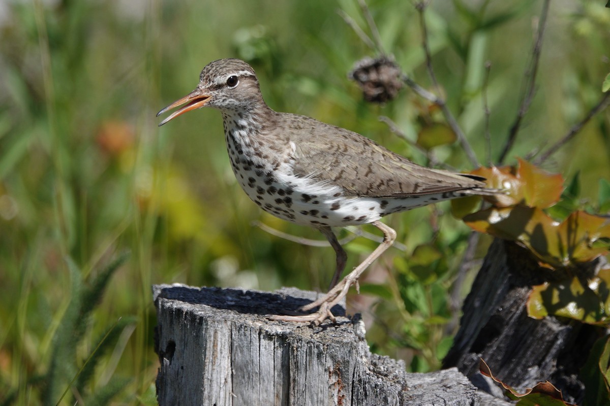 flekksnipe - ML166855471