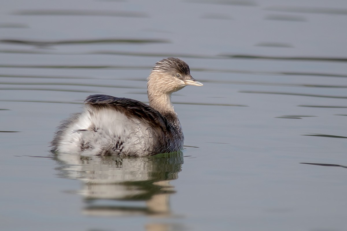 Hoary-headed Grebe - ML166855721