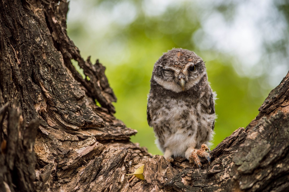 Spotted Owlet - ML166857081
