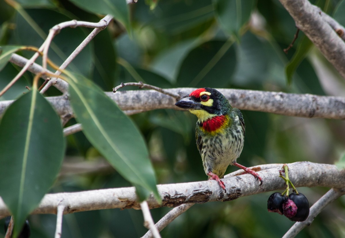 Coppersmith Barbet - ML166857171