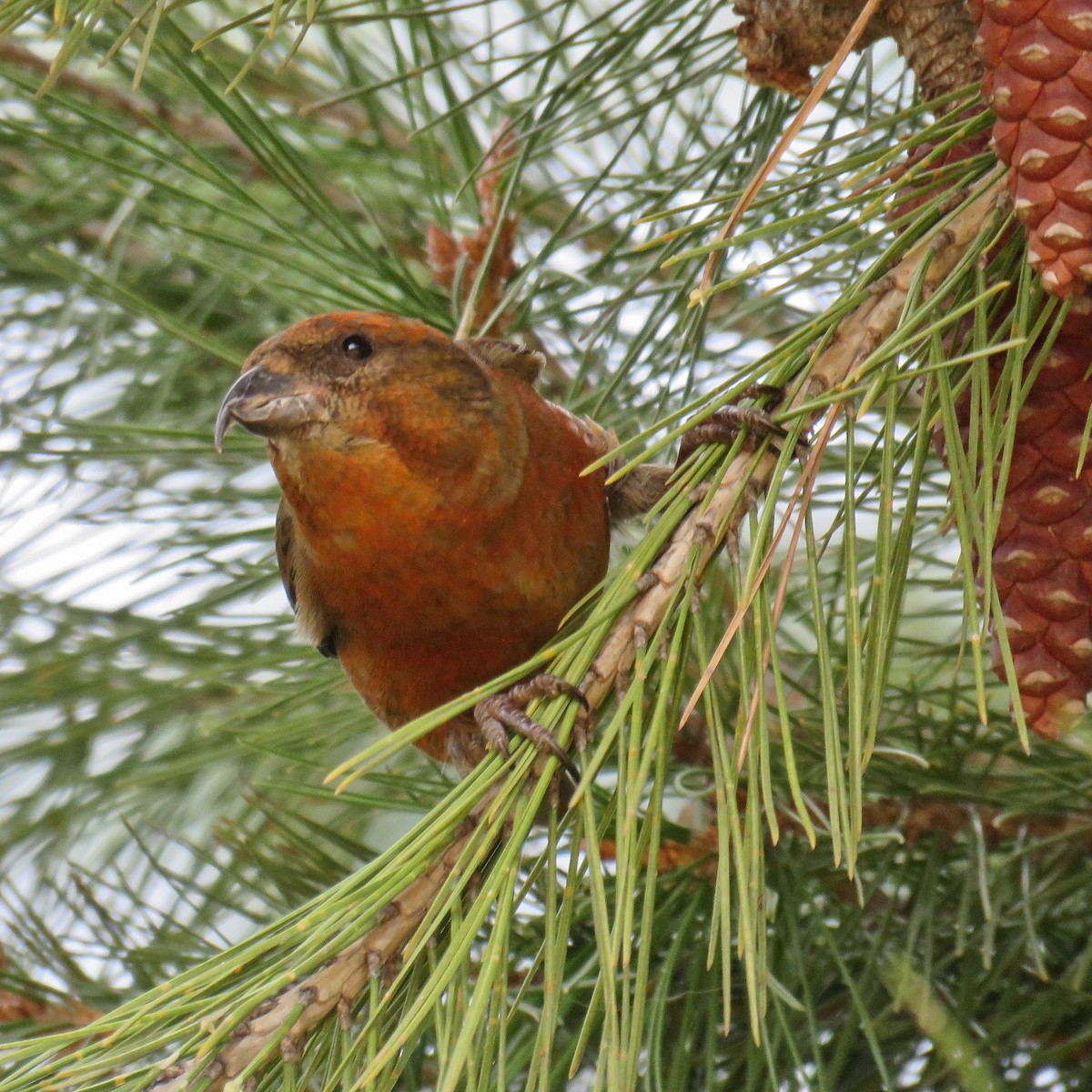 Red Crossbill - Joyce Brady