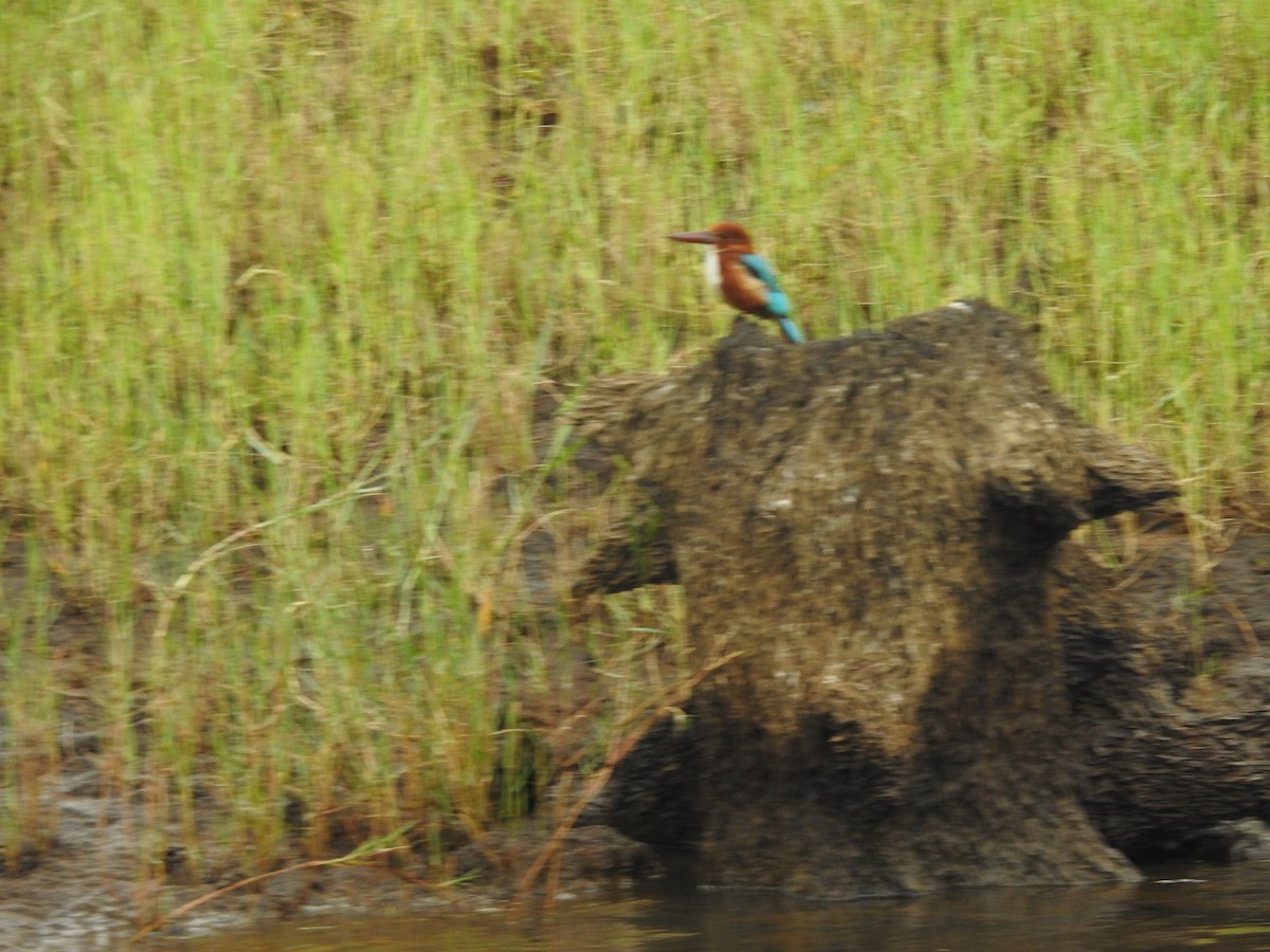 White-throated Kingfisher - Arulvelan Thillainayagam