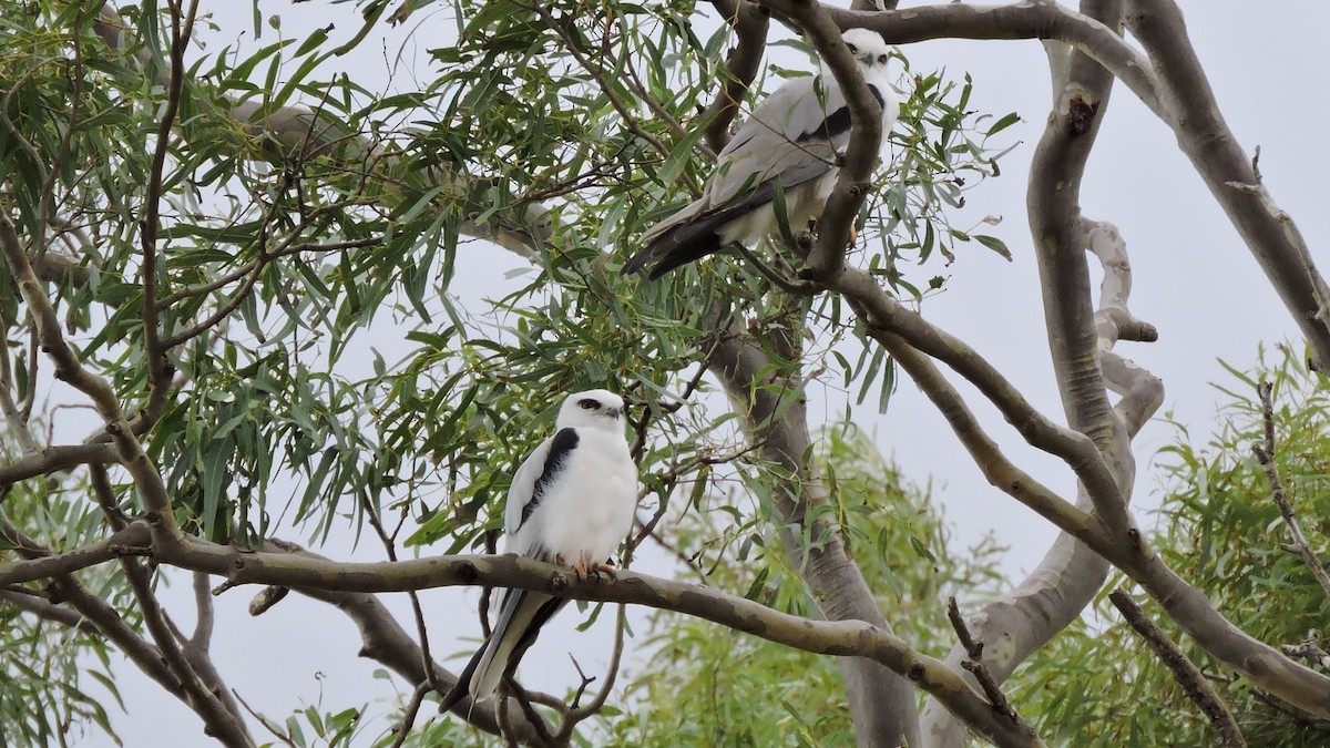 Black-shouldered Kite - ML166863051