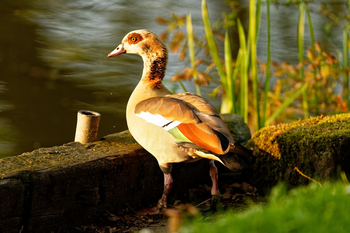 Egyptian Goose - Andrew Jarwick