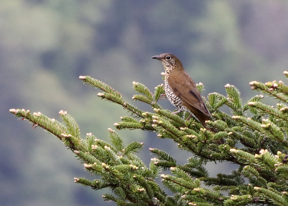 Sichuan Thrush - Jonathan Meyer