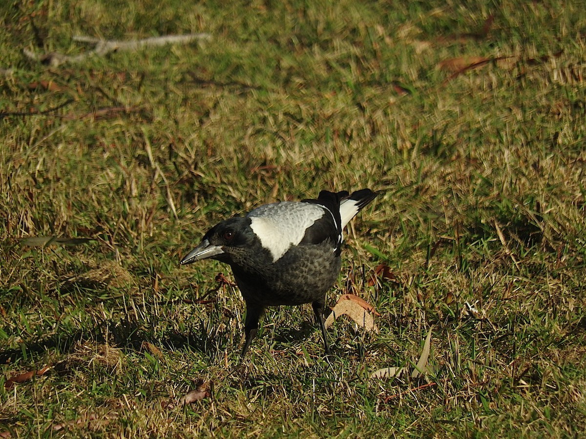 Australian Magpie - ML166868101