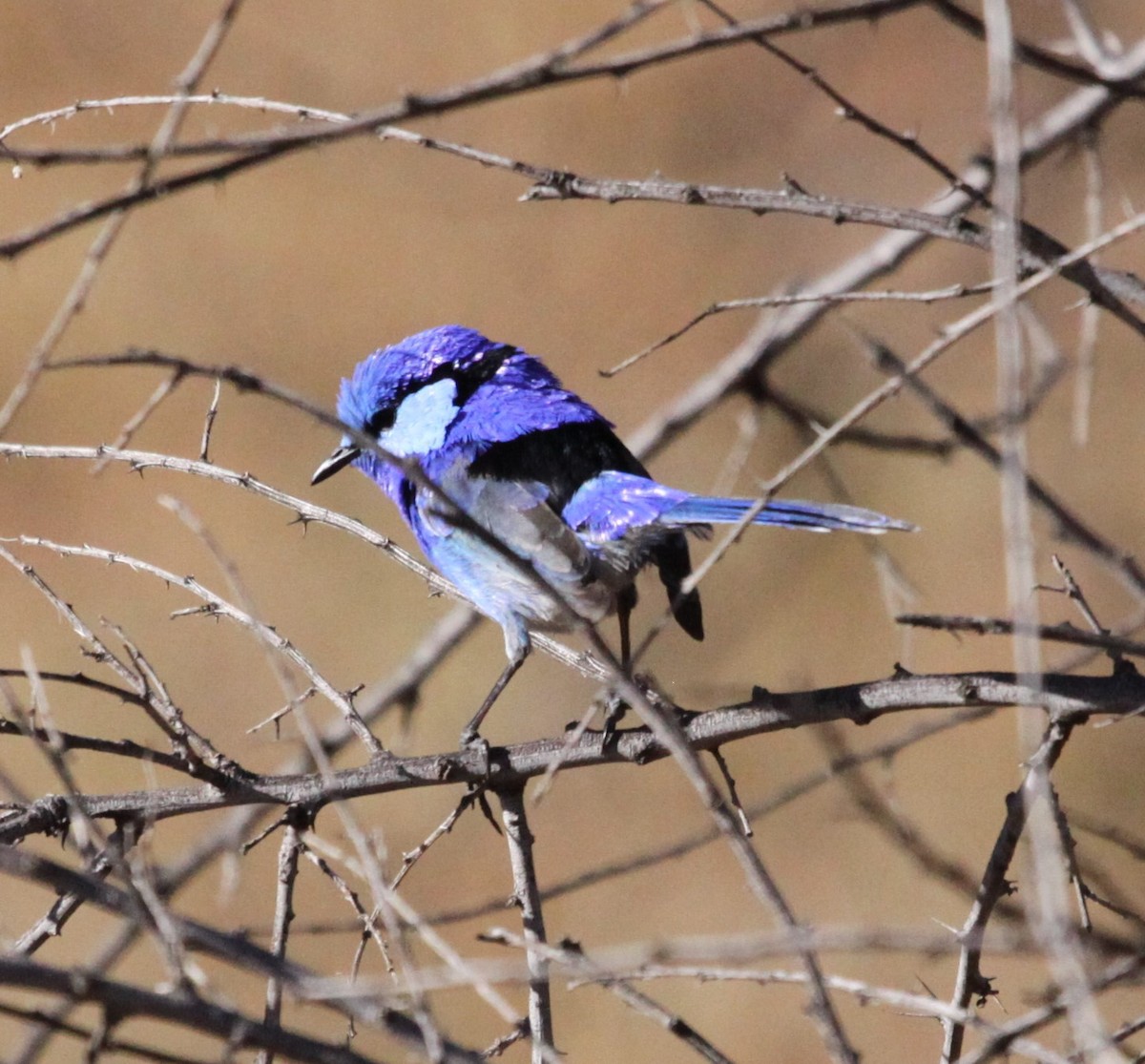 Splendid Fairywren - ML166868471