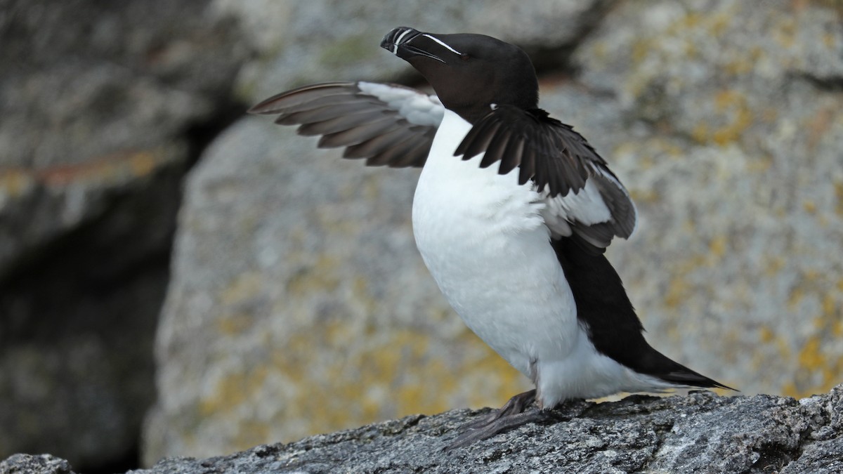 Razorbill - Daniel Jauvin