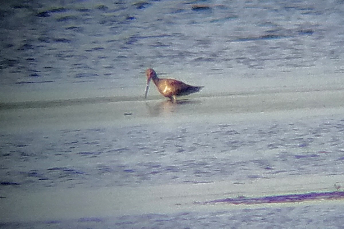 Hudsonian Godwit - ML166869671