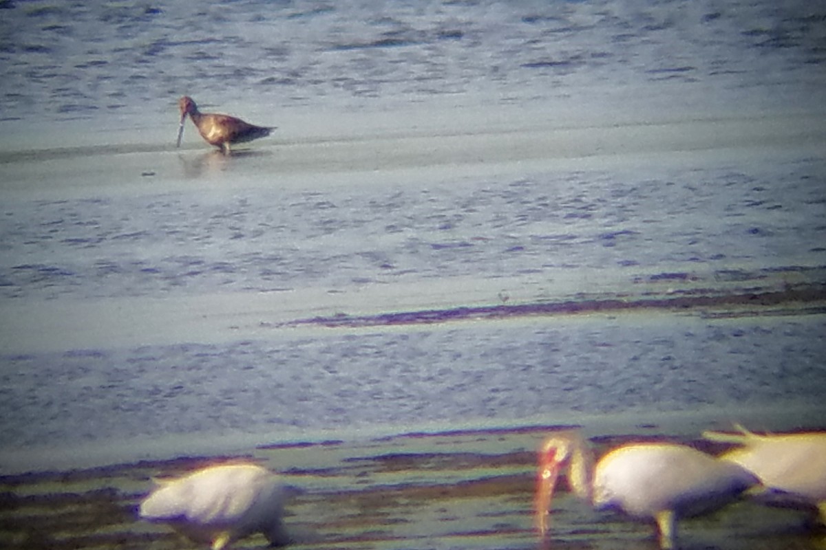 Hudsonian Godwit - ML166869681