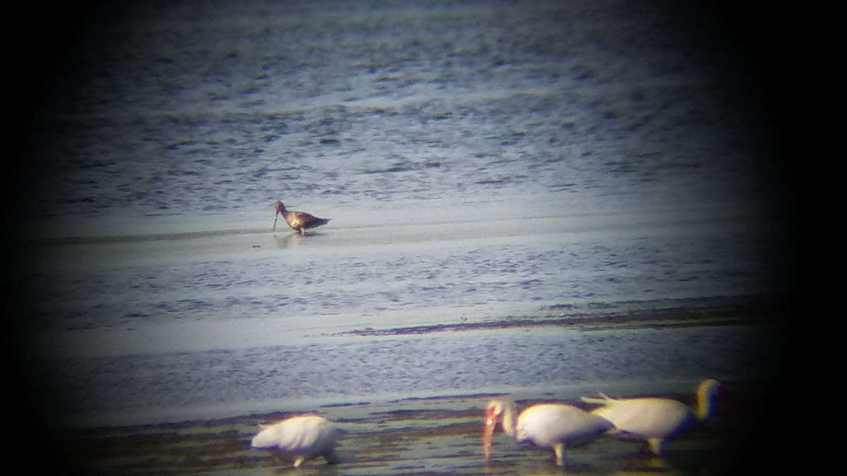 Hudsonian Godwit - ML166869691