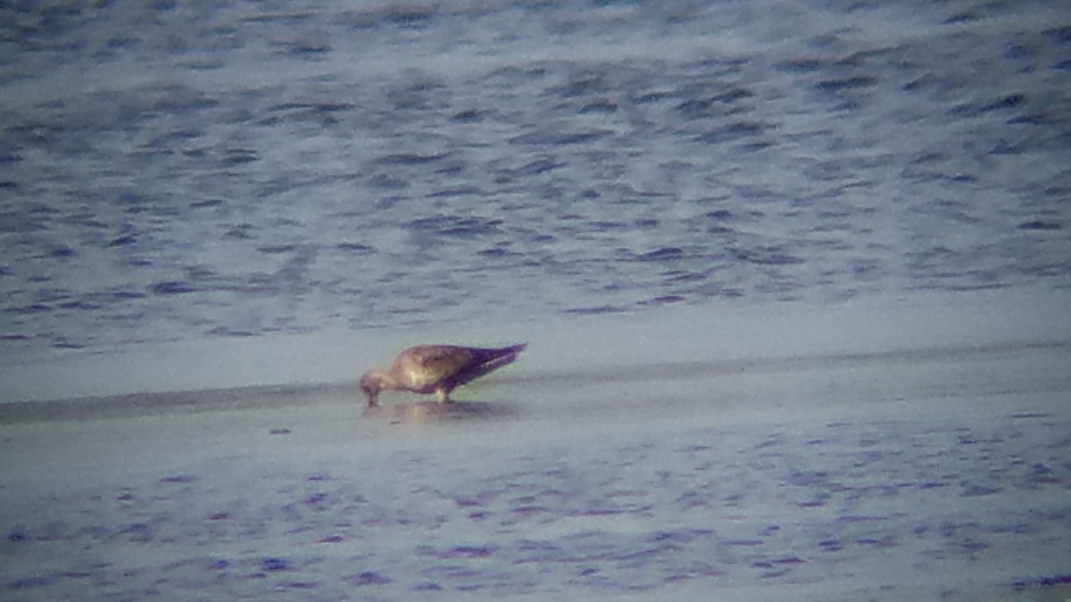 Hudsonian Godwit - ML166869701
