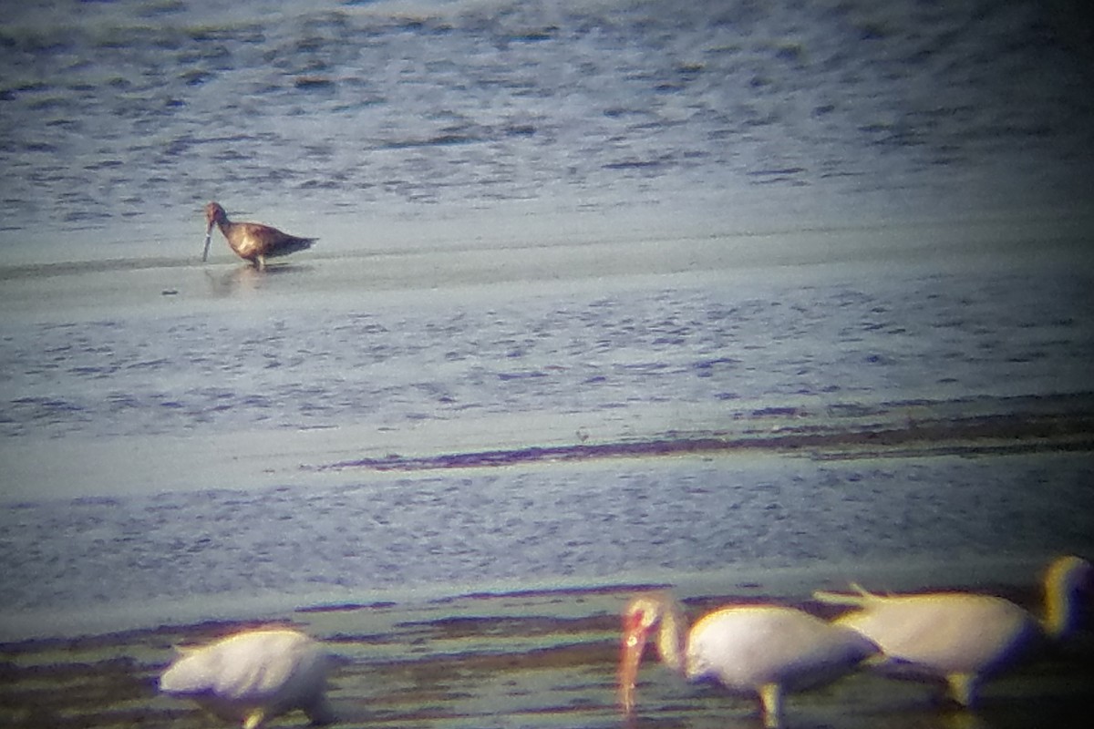 Hudsonian Godwit - ML166869711