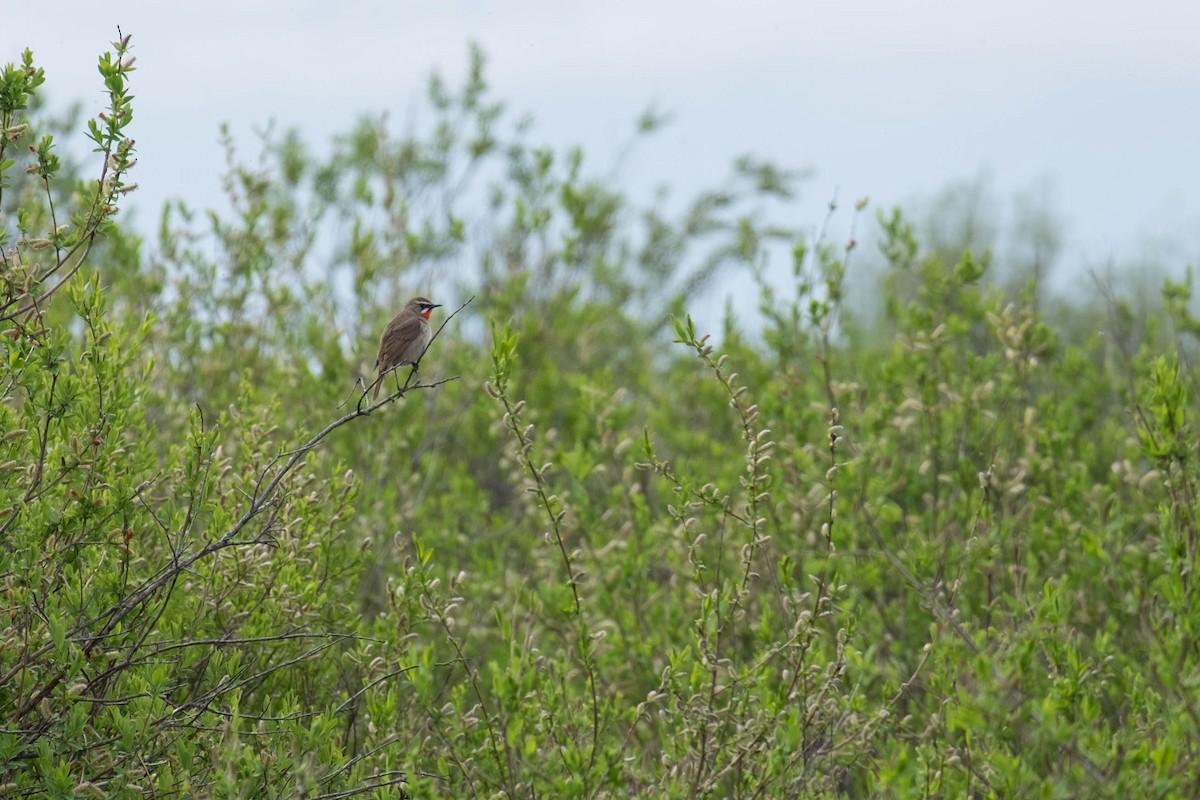 Siberian Rubythroat - ML166872941