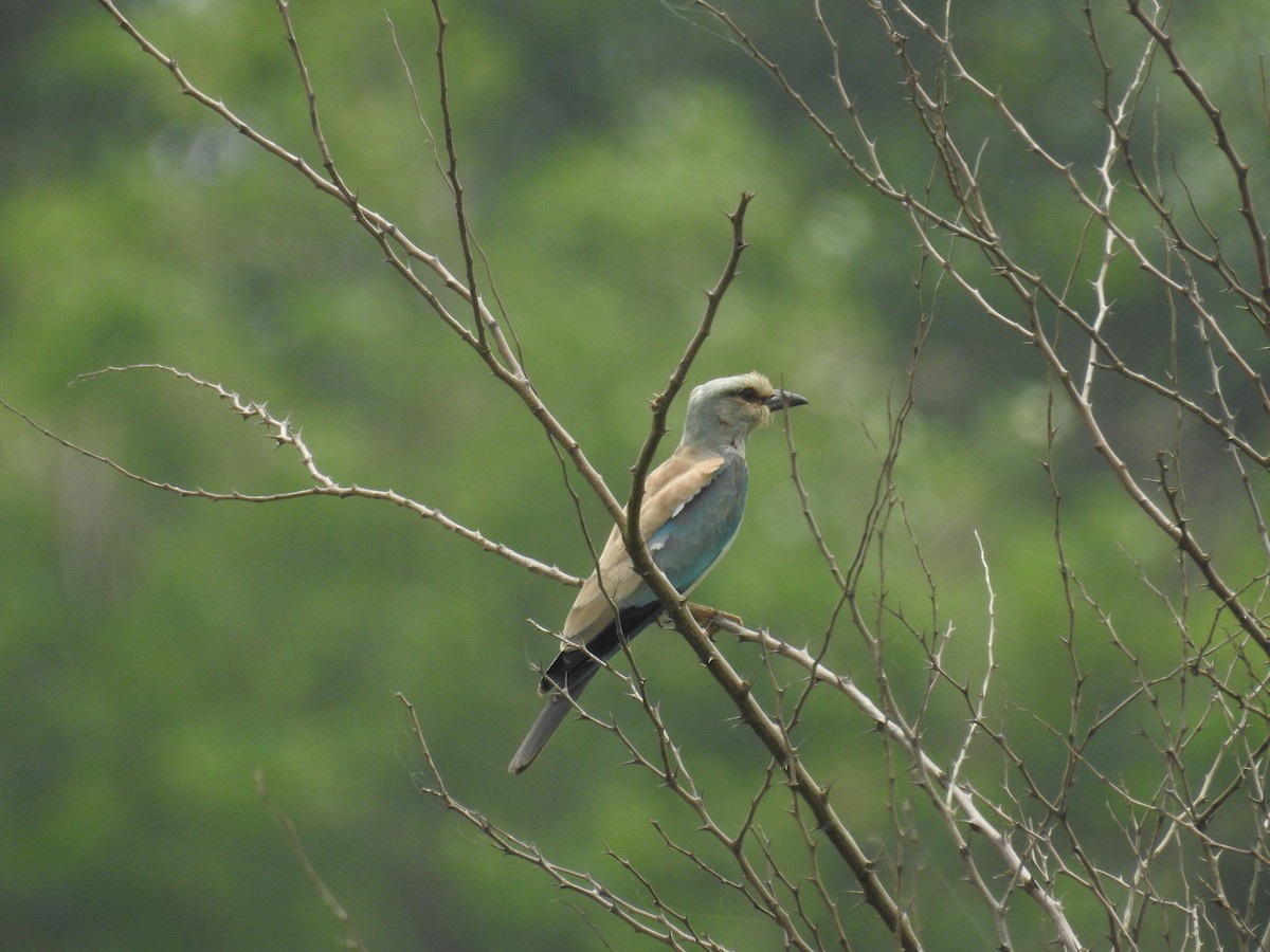 European Roller - ML166873011