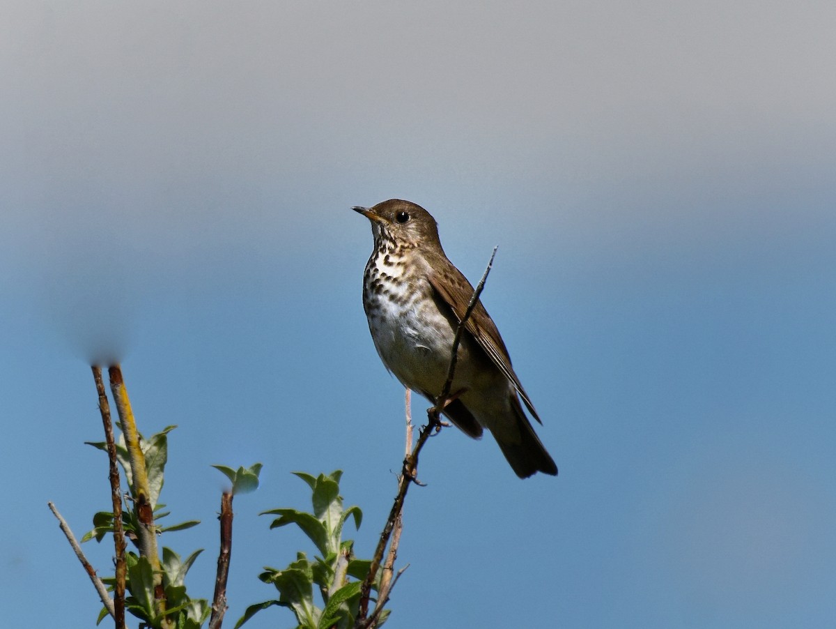 Gray-cheeked Thrush - Scott Page