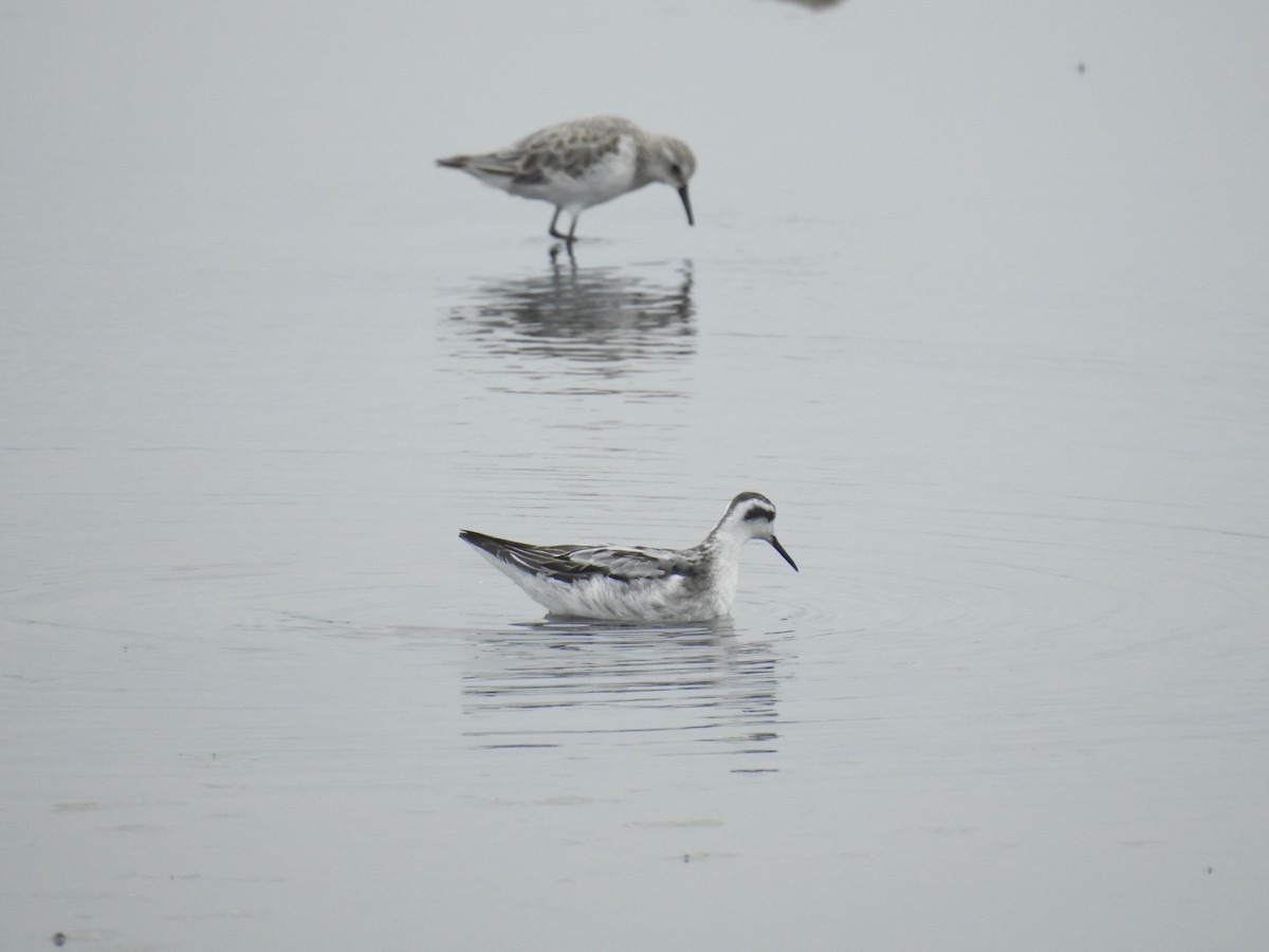 Red-necked Phalarope - ML166873611