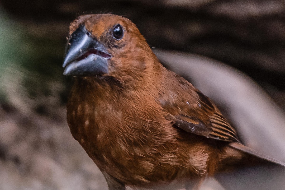 Blue-black Grosbeak - ML166874261