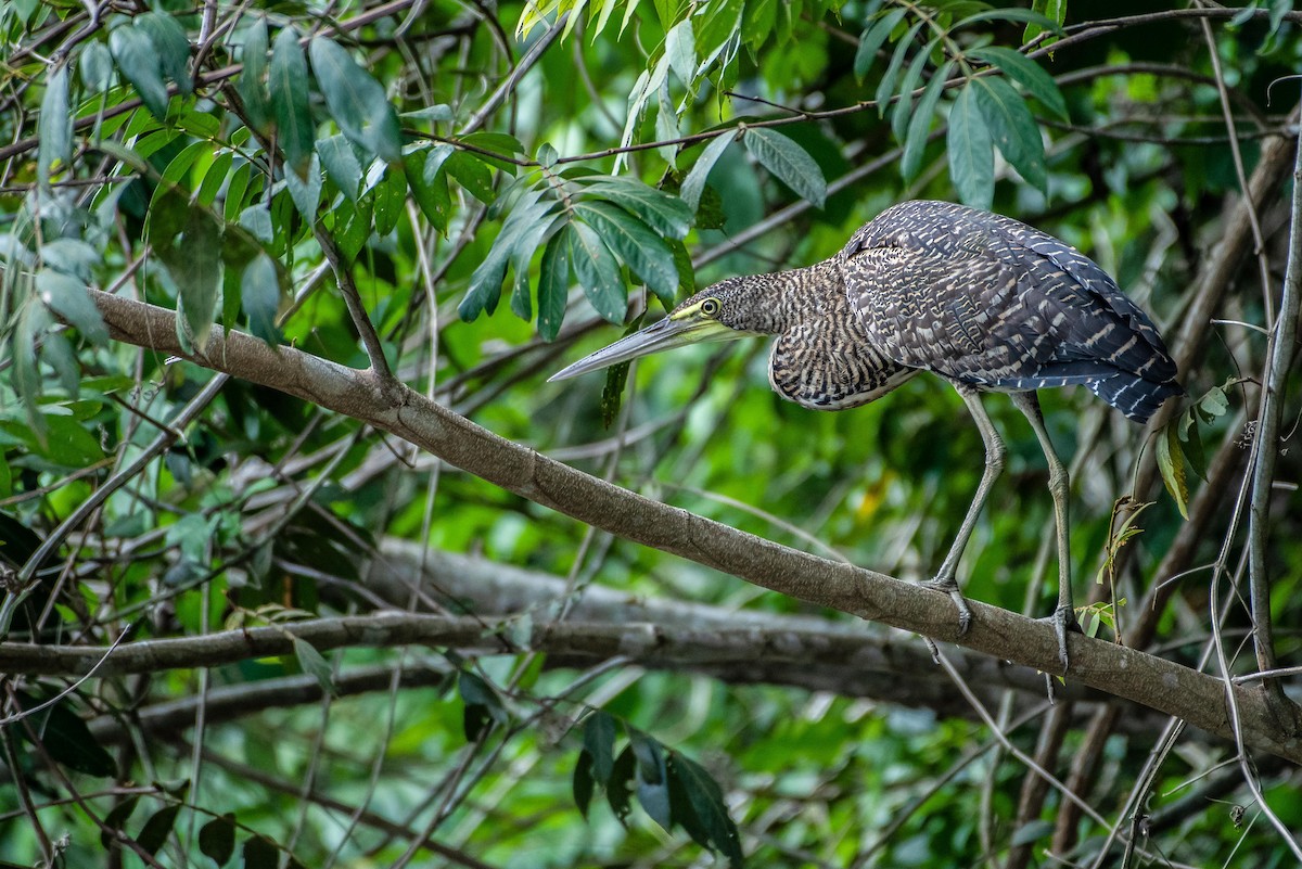 Bare-throated Tiger-Heron - ML166874291