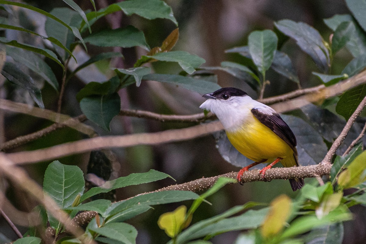 White-collared Manakin - Ragupathy Kannan