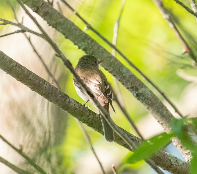 Willow Flycatcher - ML166875411