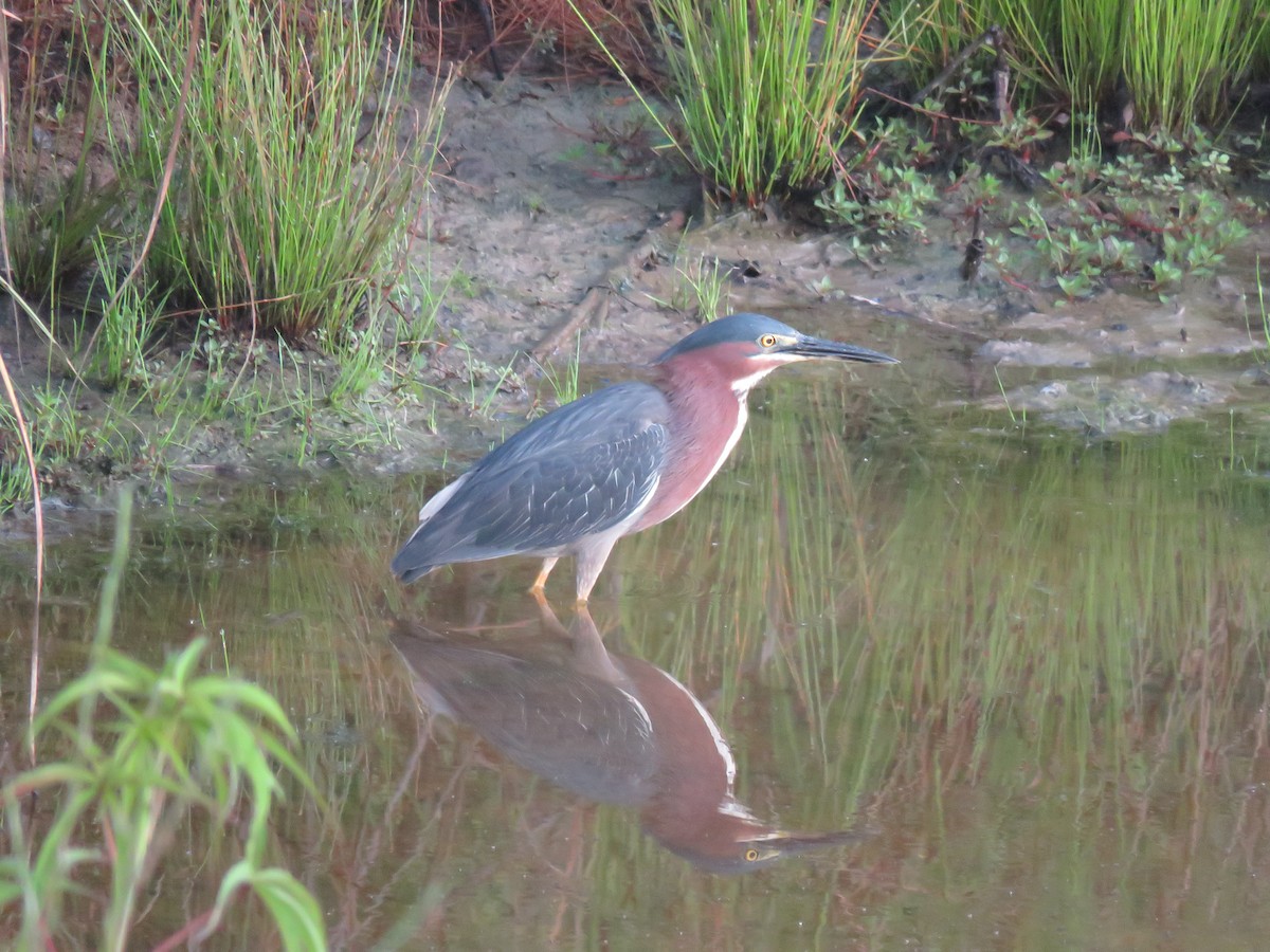 Green Heron - ML166875611