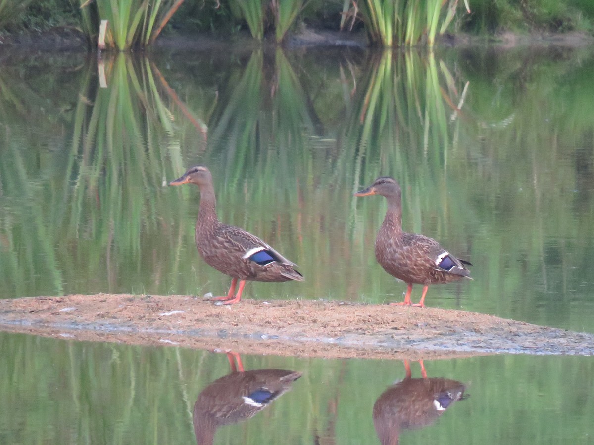 Mallard - ML166875731