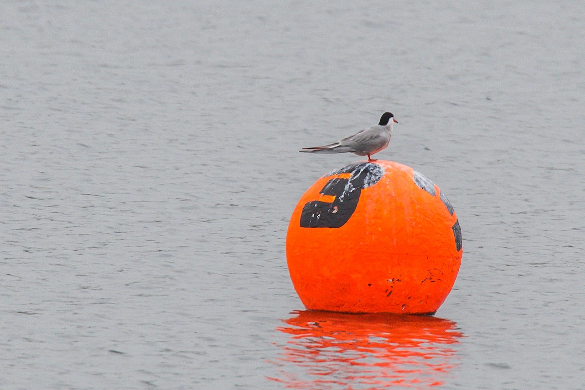 Common Tern - Frank King