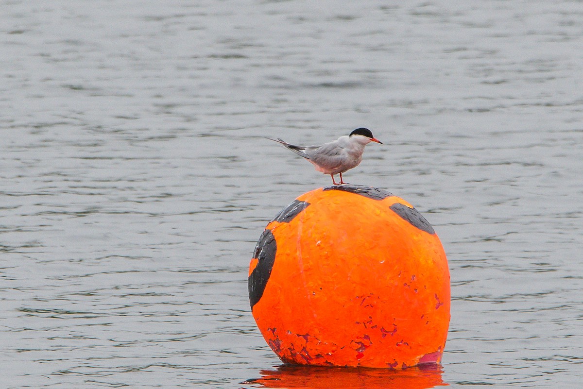 Common Tern - Frank King