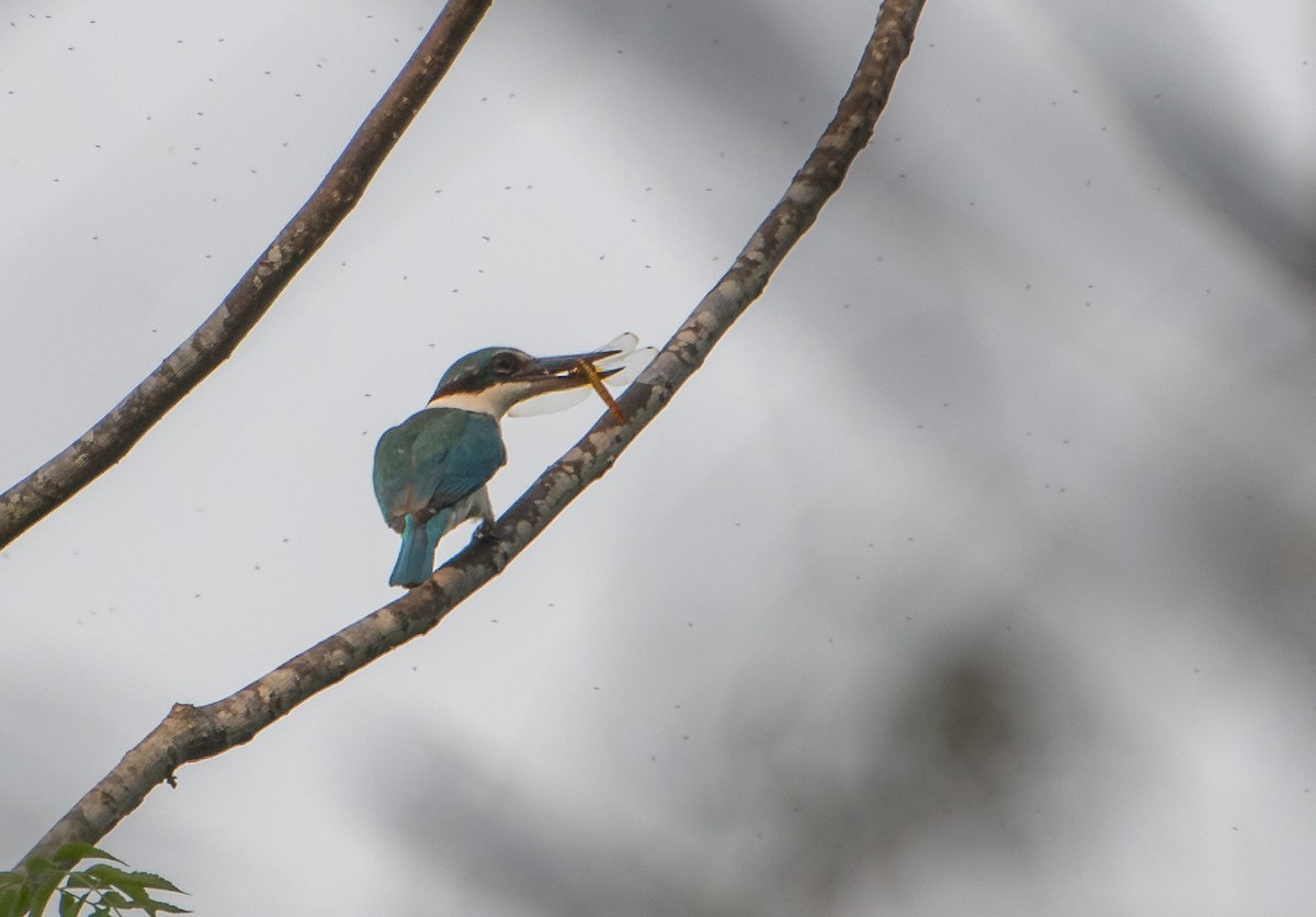 Collared Kingfisher - ML166877251