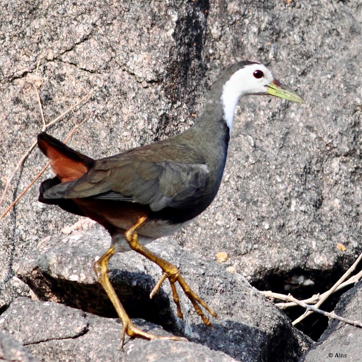 White-breasted Waterhen - Ains Priestman