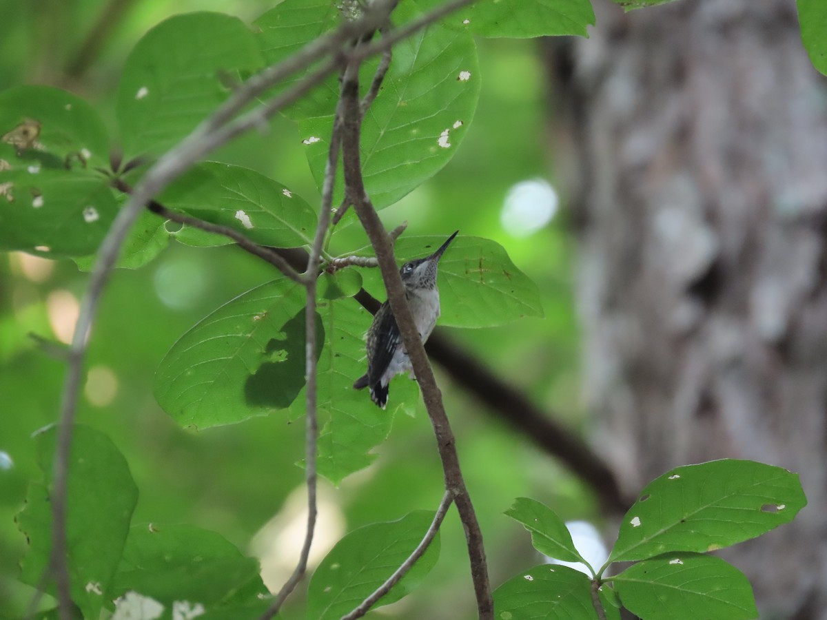 Ruby-throated Hummingbird - ML166882811