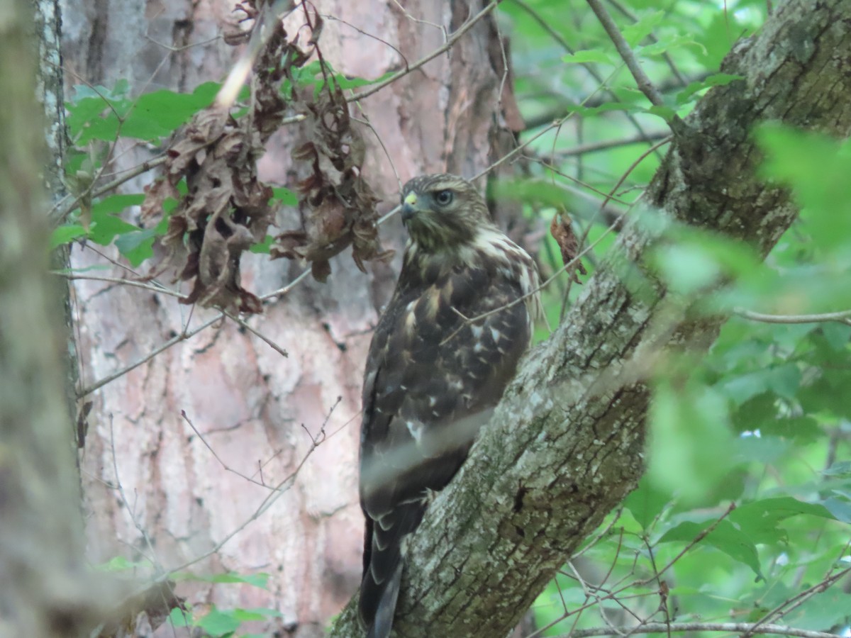 Red-shouldered Hawk - ML166882941