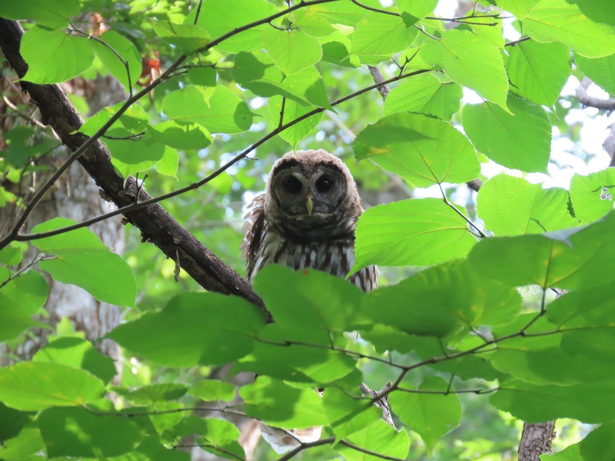 Barred Owl - ML166883031