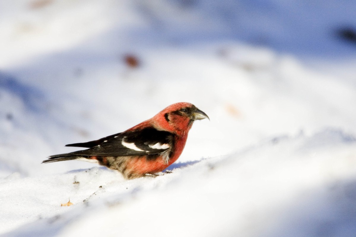 White-winged Crossbill - ML166883241