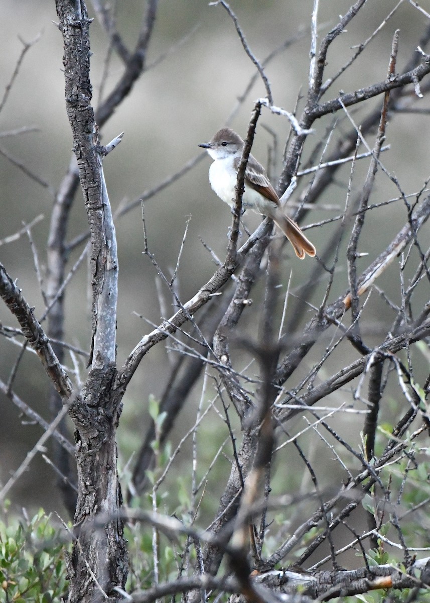 Ash-throated Flycatcher - ML166885171