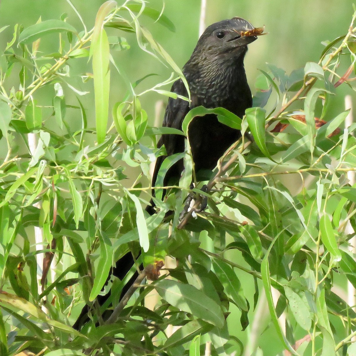 Smooth-billed Ani - ML166885871