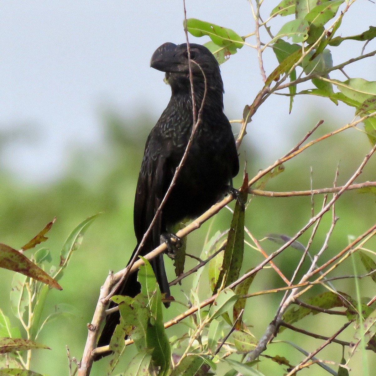 Smooth-billed Ani - ML166885891