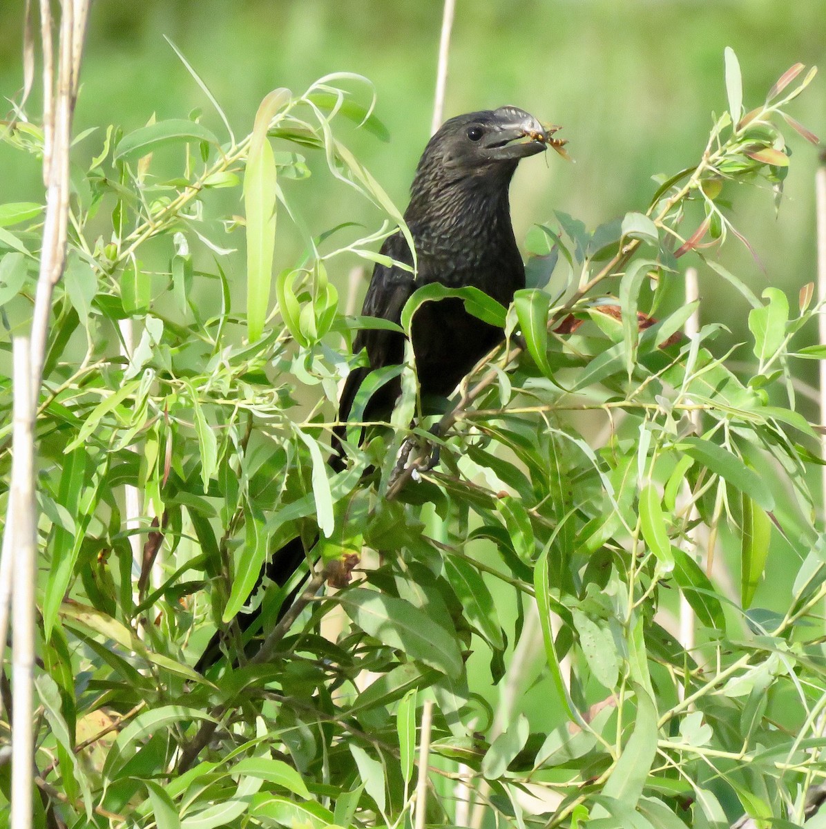 Smooth-billed Ani - ML166885951