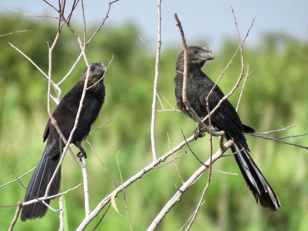 Smooth-billed Ani - ML166885971