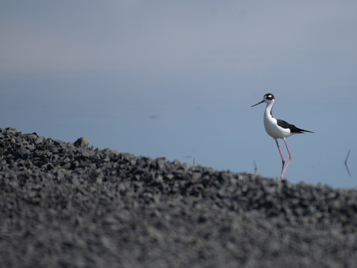 Black-necked Stilt - ML166886351